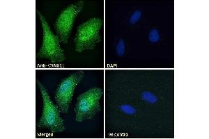 Immunofluorescence (IF) image for anti-Casein Kinase 1, epsilon (CSNK1E) (C-Term) antibody (ABIN238540)