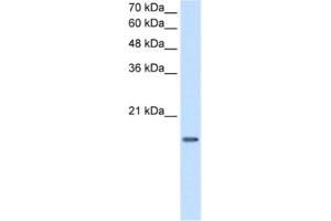 Western Blotting (WB) image for anti-Deoxyuridine Triphosphatase (DUT) antibody (ABIN2462918) (Deoxyuridine Triphosphatase (DUT) Antikörper)