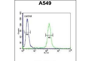 Flow cytometric analysis of A549 cells (right histogram) compared to a negative control cell (left histogram). (KLHL9 Antikörper  (AA 299-326))