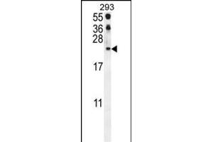CCL21 Antibody (Center) (ABIN654093 and ABIN2843979) western blot analysis in 293 cell line lysates (35 μg/lane). (CCL21 Antikörper  (AA 23-52))