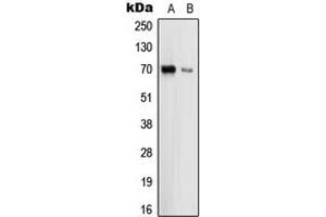 Western blot analysis of Uromodulin expression in HEK293T (A), THP1 (B) whole cell lysates.
