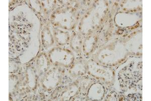 Immunostaining (ISt) image for anti-Mesenchyme Homeobox 2 (MEOX2) (AA 1-303) antibody (ABIN561806)