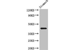 Western Blot Positive WB detected in: Mouse stomach tissue All lanes: SLC35A2 antibody at 3. (SLC35A2 Antikörper  (AA 136-234))