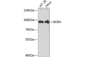 Western blot analysis of extracts of various cell lines, using BORA antibody (ABIN6131437, ABIN6137628, ABIN6137629 and ABIN6217984) at 1:3000 dilution. (BORA Antikörper  (AA 320-619))