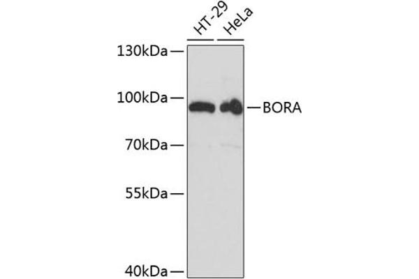 BORA Antikörper  (AA 320-619)