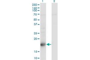 Western Blot analysis of TSC22D1 expression in transfected 293T cell line by TSC22D1 monoclonal antibody (M01), clone 1G7. (TSC22D1 Antikörper  (AA 1-144))