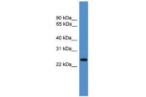 WB Suggested Anti-CD28 Antibody Titration: 0. (CD28 Antikörper  (C-Term))