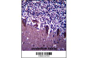 TLE6 Antibody immunohistochemistry analysis in formalin fixed and paraffin embedded human cerebellum tissue followed by peroxidase conjugation of the secondary antibody and DAB staining. (TLE6 Antikörper  (N-Term))