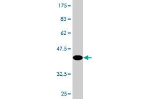 Western Blotting (WB) image for anti-TAF12 RNA Polymerase II, TATA Box Binding Protein (TBP)-Associated Factor, 20kDa (TAF12) (AA 1-161) antibody (ABIN520683)
