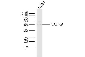 U251 lysates probed with NSUN5 Polyclonal Antibody, Unconjugated  at 1:300 dilution and 4˚C overnight incubation. (NSUN5 Antikörper  (AA 2-100))
