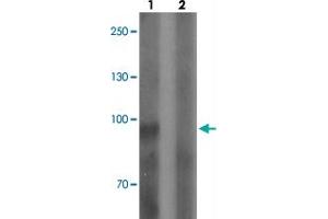 Western blot analysis of SGSM3 in 293 cell lysate with SGSM3 polyclonal antibody  at 1 ug/mL in (1) the absence and (2) the presence of blocking peptide. (SGSM3 Antikörper  (N-Term))