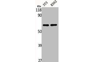 Western Blot analysis of NIH-3T3 K562 cells using CSRNP2 Polyclonal Antibody (CSRNP2 Antikörper  (Internal Region))