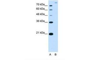 Image no. 2 for anti-Solute Carrier Family 26, Member 5 (Prestin) (SLC26A5) (AA 351-400) antibody (ABIN320862)