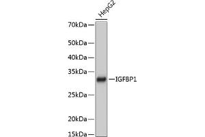 Western blot analysis of extracts of HepG2 cells, using IGFBP1 Rabbit mAb (ABIN7267906) at 1:1000 dilution. (IGFBPI Antikörper)