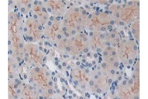 IHC-P analysis of Mouse Kidney Tissue, with DAB staining. (TRAF6 Antikörper  (AA 254-475))