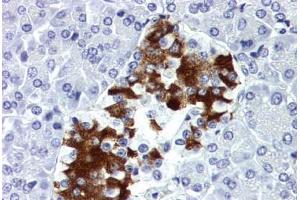 Human Pancreas (formalin-fixed, paraffin-embedded) stained with INS antibody ABIN337134 at 10 ug/ml followed by biotinylated anti-mouse IgG secondary antibody ABIN481714, alkaline phosphatase-streptavidin and chromogen. (Insulin Antikörper  (HRP))