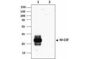 Western Blotting (WB) image for anti-Colony Stimulating Factor 1 (Macrophage) (CSF1) antibody (ABIN2665252) (M-CSF/CSF1 Antikörper)