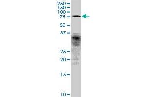 FLJ10996 MaxPab polyclonal antibody. (CCDC93 Antikörper  (AA 1-631))