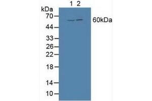 Figure. (BMP3 Antikörper  (AA 312-467))