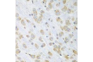 Immunohistochemistry of paraffin-embedded mouse brain using PDIA3 antibody. (PDIA3 Antikörper  (AA 206-505))