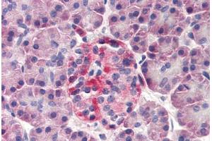 Human Pancreas (formalin-fixed, paraffin-embedded) stained with DERL3 antibody ABIN298639 at 20 ug/ml followed by biotinylated goat anti-rabbit IgG secondary antibody ABIN481713, alkaline phosphatase-streptavidin and chromogen. (Derlin-3 Antikörper  (N-Term))