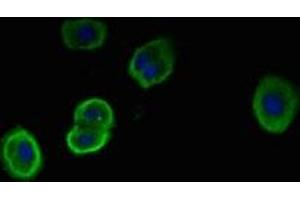 Immunofluorescent analysis of HepG2 cells using ABIN7169570 at dilution of 1:100 and Alexa Fluor 488-congugated AffiniPure Goat Anti-Rabbit IgG(H+L) (NEU1 Antikörper  (AA 201-415))