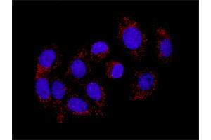 Proximity Ligation Assay (PLA) image for MAPK3 & DUSP1 Protein Protein Interaction Antibody Pair (ABIN1340128)