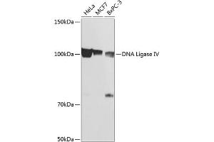 Western blot analysis of extracts of various cell lines, using DNA Ligase IV Rabbit mAb (ABIN7268253) at 1:1000 dilution. (LIG4 Antikörper)