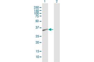 PSTPIP2 Antikörper  (AA 1-312)