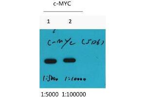 Western Blot (WB) analysis of Recombinant protein, diluted at at 1) 1:5000, 2) 1:10000. (Myc Tag Antikörper)