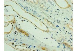 Immunohistochemistry of paraffin-embedded human kidney tissue using ABIN7164273 at dilution of 1:100