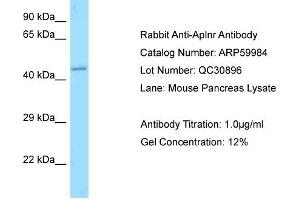 Western Blotting (WB) image for anti-Apelin Receptor (APLNR) (C-Term) antibody (ABIN2788291)