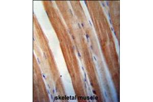 KBTBD5 antibody immunohistochemistry analysis in formalin fixed and paraffin embedded human skeletal muscle followed by peroxidase conjugation of the secondary antibody and DAB staining. (KBTBD5 Antikörper  (AA 349-377))