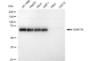 Western blotting analysis using CHAF1B antibody (ABIN7798060). (Rekombinanter CHAF1B Antikörper)