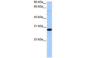 C1orf83 antibody used at 5 ug/ml to detect target protein. (TCEANC2 Antikörper  (N-Term))