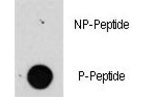 Dot blot analysis of phospho-Raptor antibody. (RAPTOR Antikörper  (pSer863))
