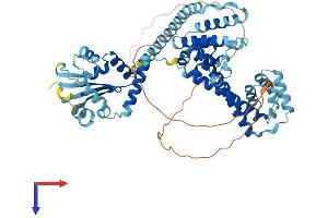 NOP56 Protein (AA 1-580) (His tag)