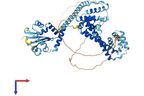 NOP56 Protein (AA 1-580) (His tag)