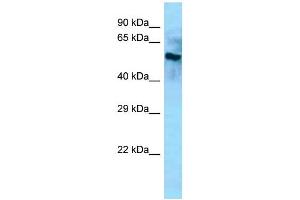 Western Blotting (WB) image for anti-beta-Carotene Oxygenase 2 (BCO2) (Middle Region) antibody (ABIN2788504)