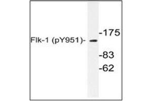 Image no. 1 for anti-VEGF Receptor 2 (VEGFR2) (pTyr951) antibody (ABIN318153) (VEGFR2/CD309 Antikörper  (pTyr951))