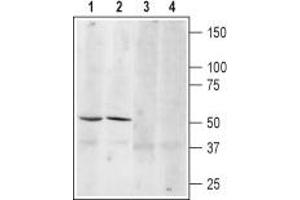 Western blot analysis of mouse (lanes 1 and 3) and rat (lanes 2 and 4) brain lysates: - 1,3. (ADRB3 Antikörper  (2nd Extracellular Loop, Cys186))