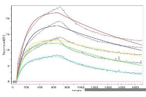 Macaca fascicularis IL2 (ABIN7937700, ABIN8117849 and ABIN8117850) captured on Protein A Chip can bind Recombinant Macaca fascicularis IL2RA with an affinity constant of 31.