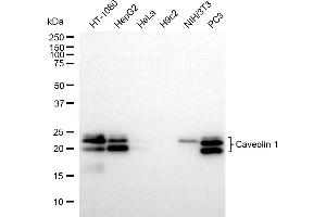 Western blotting analysis using Caveolin 1 antibody (ABIN7797944). (Rekombinanter Caveolin-1 Antikörper)