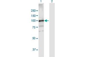 Western Blot analysis of VPS39 expression in transfected 293T cell line by VPS39 MaxPab polyclonal antibody. (VPS39 Antikörper  (AA 1-875))
