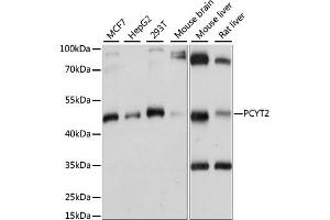 Western blot analysis of extracts of various cell lines, using PCYT2 antibody (ABIN6291655) at 1:1000 dilution. (PCYT2 Antikörper)