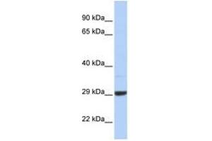 Image no. 1 for anti-Zinc Finger, CCHC Domain Containing 24 (ZCCHC24) (AA 108-157) antibody (ABIN6741357) (ZCCHC24 Antikörper  (AA 108-157))