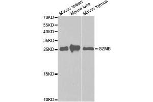 Western blot analysis of extracts of various cell lines, using GZMB antibody. (GZMB Antikörper  (AA 148-247))