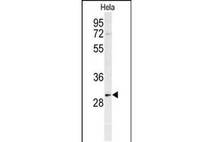 Western blot analysis of PHB Antibody in Hela cell line lysates (35ug/lane) (Prohibitin Antikörper  (AA 89-117))