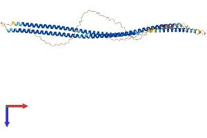 AlphaFold protein structure predicition of Human Recombinant KRT38 Protein, UniprotID O76015 (KRT38 Protein (AA 1-456) (His tag))