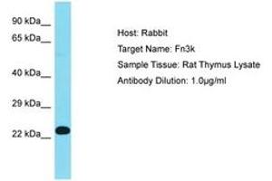 Image no. 1 for anti-Fructosamine 3 Kinase (FN3K) (AA 67-116) antibody (ABIN6750390) (FN3K Antikörper  (AA 67-116))